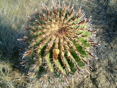 Ferocactus herrerae