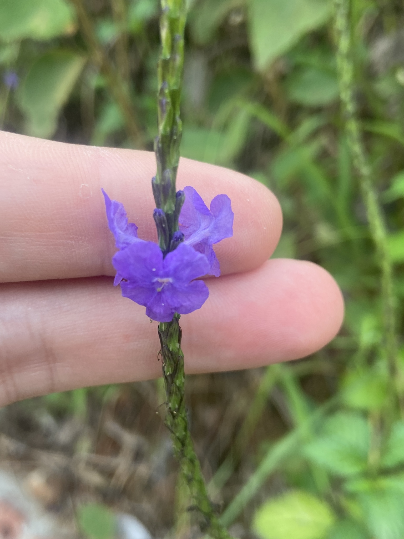 Stachytarpheta jamaicensis (Stachytarpheta jamaicensis)