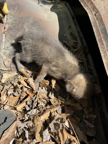 Coyote photographed in North Carolina