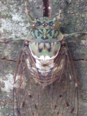 Hyalessa maculaticollis