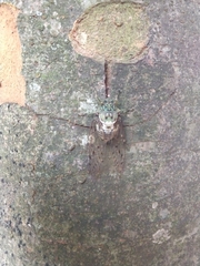 Hyalessa maculaticollis