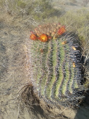 Ferocactus herrerae