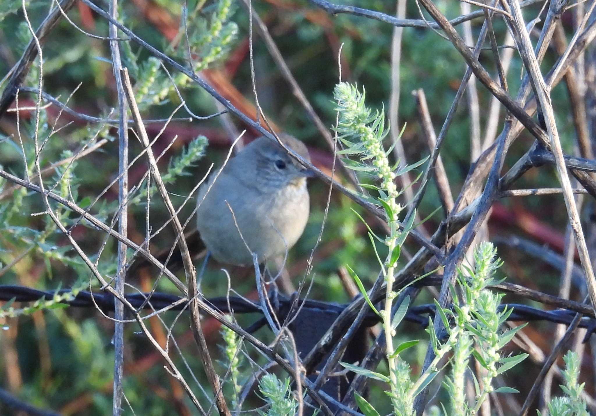 Sharp-billed Canastero (Asthenes pyrrholeuca), photo 7
