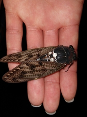 Graptopsaltria nigrofuscata