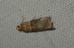 Acrobasis tumidana