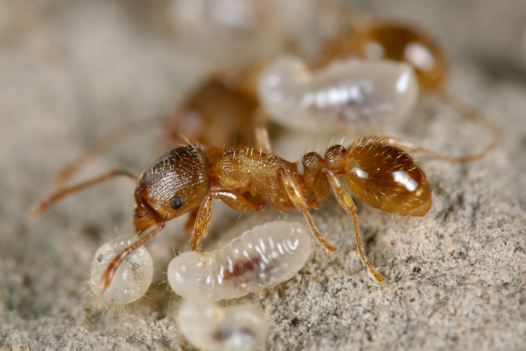 Tetramorium impurum