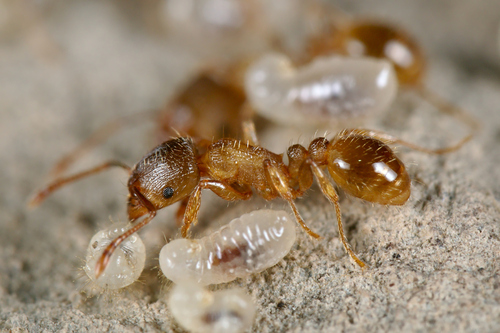 Tetramorium impurumTetramorium impurum
