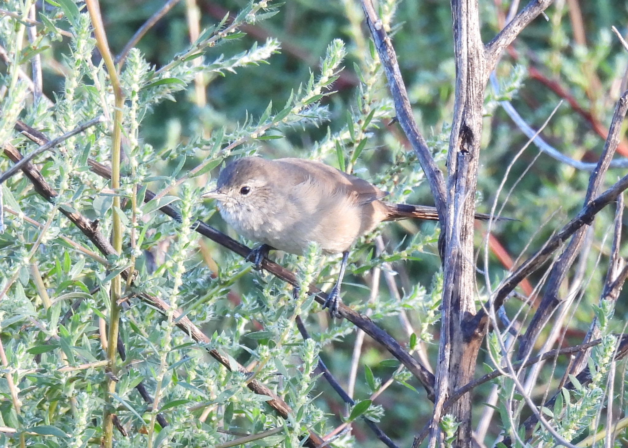 Sharp-billed Canastero (Asthenes pyrrholeuca), photo 8