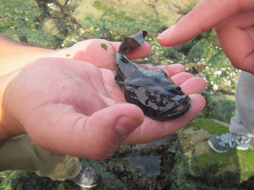 Banded toadfish (Aphos porosus) — Batrachoididae — 2