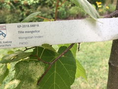 Tilia mongolica
