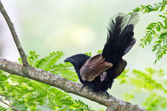 Centropus bengalensis