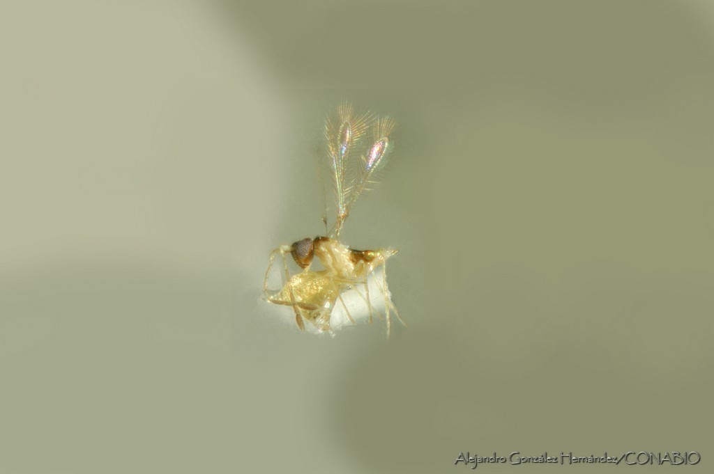 Anagrus nigriventris