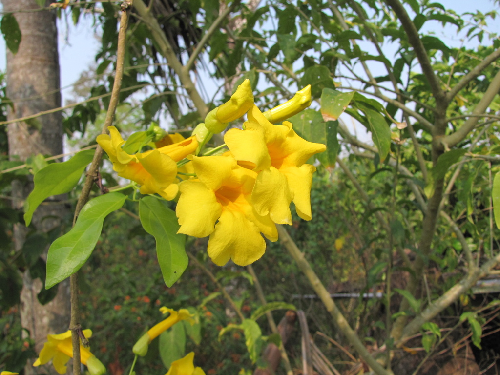 Dolichandra uncata