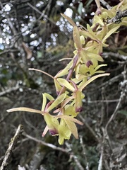 (c) Nicolás Baresch Uribe, some rights reserved (CC BY) Epidendrum moritzii, photograph (c) Nicolás Baresch Uribe, some rights reserved (CC BY)