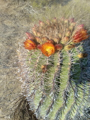 Ferocactus herrerae