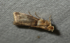 Acrobasis tumidana