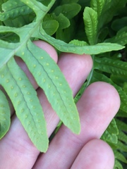 Polypodium interjectum