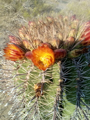 Ferocactus herrerae