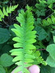 Polypodium interjectum