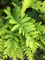Polypodium interjectum
