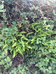 Polypodium interjectum
