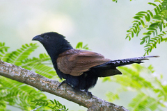 Centropus bengalensis