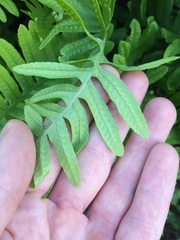 Polypodium interjectum