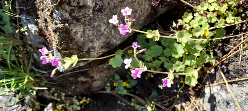 Violet Suksdorfia (Suksdorfia violacea)