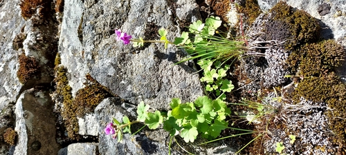 Image of Suksdorfia violacea by (c) amy pavelchek, some rights reserved (CC BY)