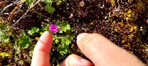 Image of Suksdorfia violacea by (c) amy pavelchek, some rights reserved (CC BY)