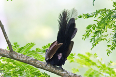 Centropus bengalensis