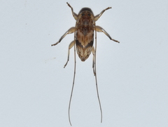 Urgleptes fasciatus