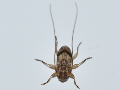 Urgleptes fasciatus