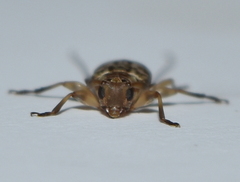 Urgleptes fasciatus