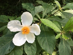 Franklinia