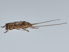 Urgleptes fasciatus