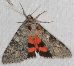 Catocala californica