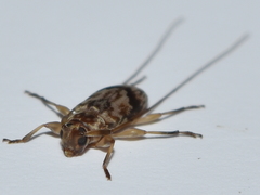 Urgleptes fasciatus