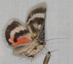 Catocala californica