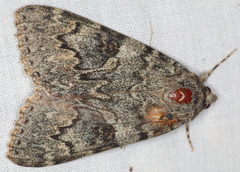 Catocala californica