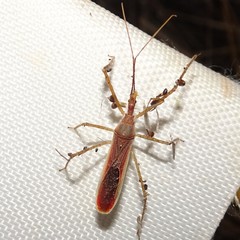 Zelus cervicalis