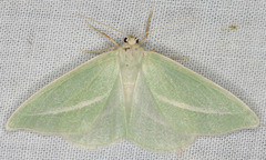 Chlorosea margaretaria
