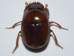 Pseudocanthon perplexus