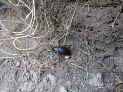 Carabus purpurascens