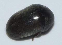 Tricorynus