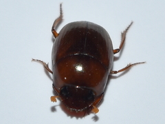 Pseudocanthon perplexus