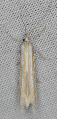 Coleophora bistrigella