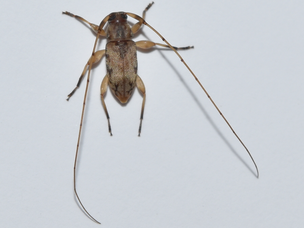 Polymitoleiopus fasciatus