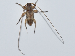 Urgleptes fasciatus