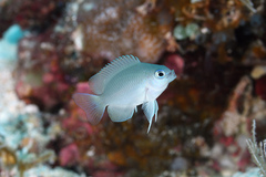 Grey Damsel photo 4